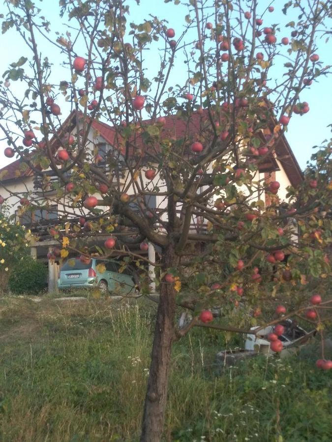 Vis Pension Viile Satu Mare Exterior foto